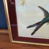 Botanical bird engraving