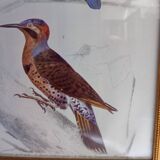 2 birds