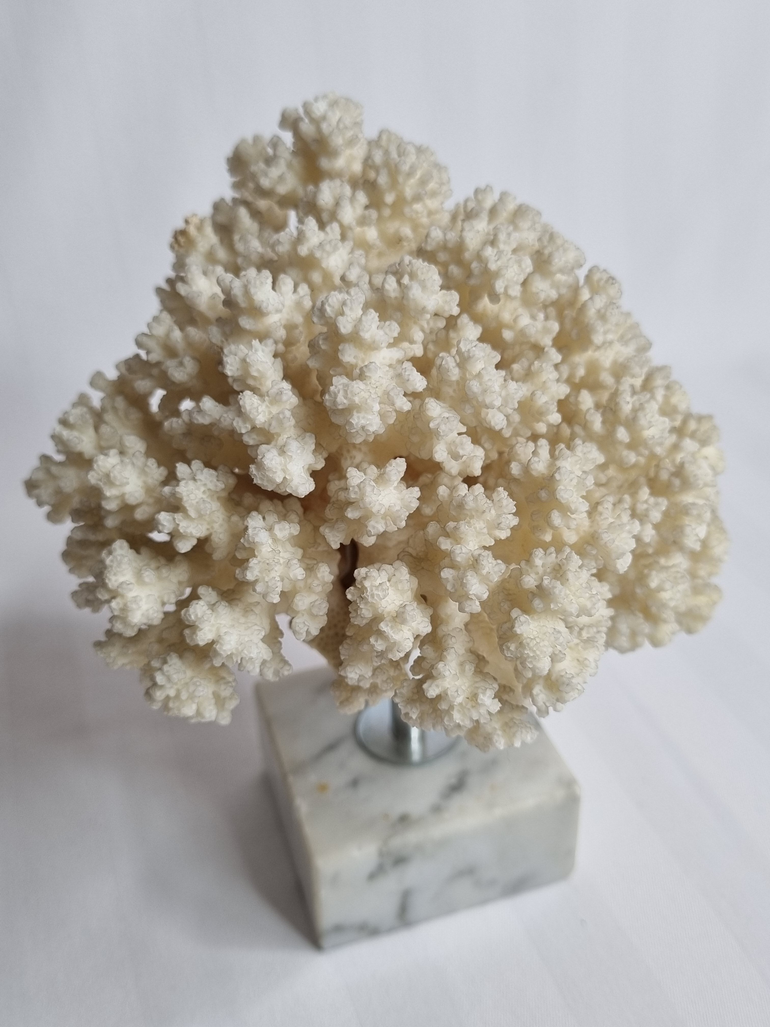 Ancient white coral on marble base