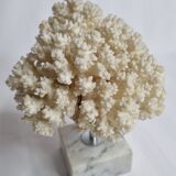 Ancient white coral on marble base