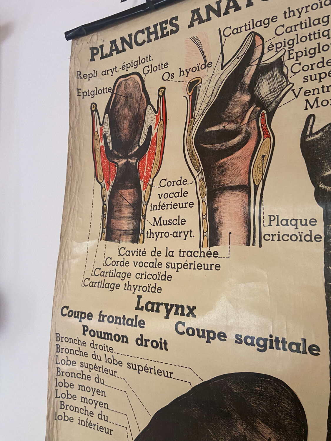 Anatomical chart of the respiratory system 1930s