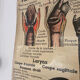 Anatomical chart of the respiratory system 1930s