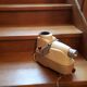 Projecteur Kodak Senior 2A
