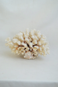 Large white coral