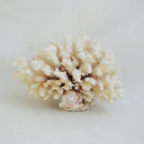 Large white coral