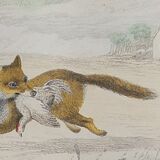 Original zoological plate " wolf & fox " - buffon 1938