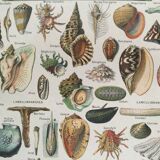 Old engraving 1897 - Molluscs Shells - botanical plate