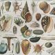 Old engraving 1897 - Molluscs Shells - botanical plate