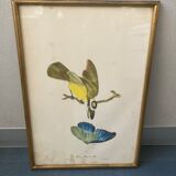 Set of ancient exotic bird illustrations