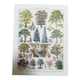 Lithograph on garden trees "locust"