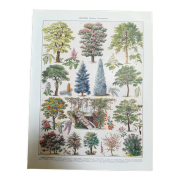 Lithographie sur les arbres de jardin "robinier"