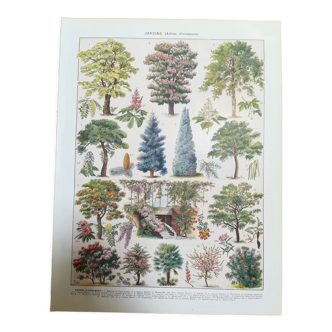 Lithograph on garden trees "locust"