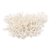 Large branched white coral – Cabinet of curiosities
