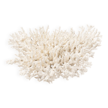 Large branched white coral – Cabinet of curiosities