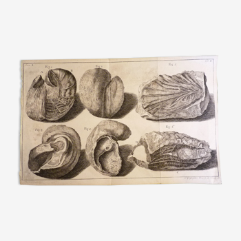 Gravure Coquillages fossiles en taille douce, C.G. Geissler, Genève, 1778