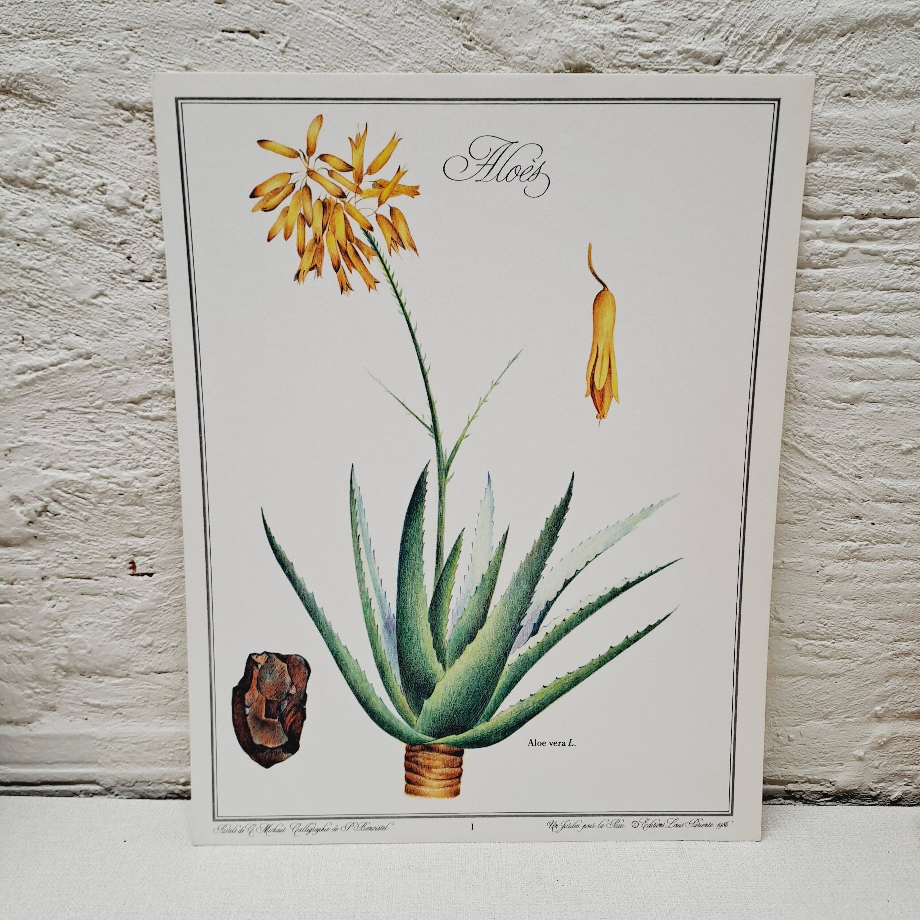 Planche botanique  Aloes