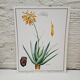 Planche botanique  Aloes