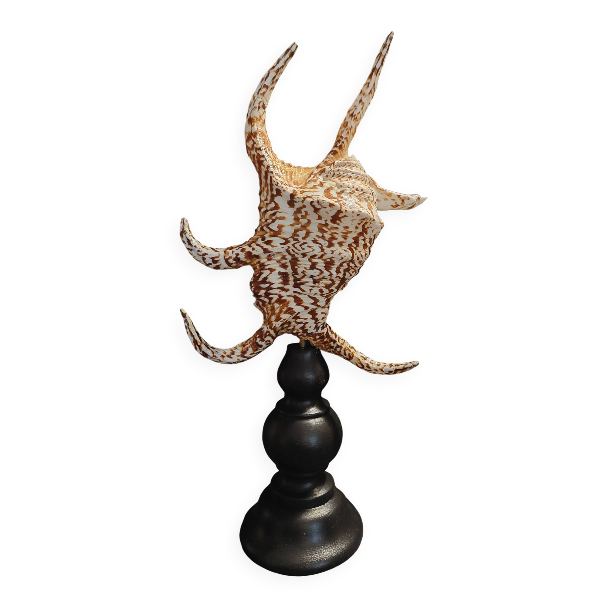 Cabinet of Curiosities with a harpago chiragra shell on a base.