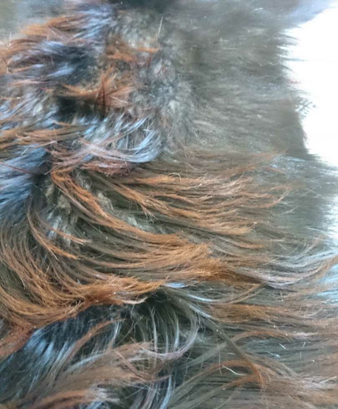 Natural goat black and brown skin 78x43cm