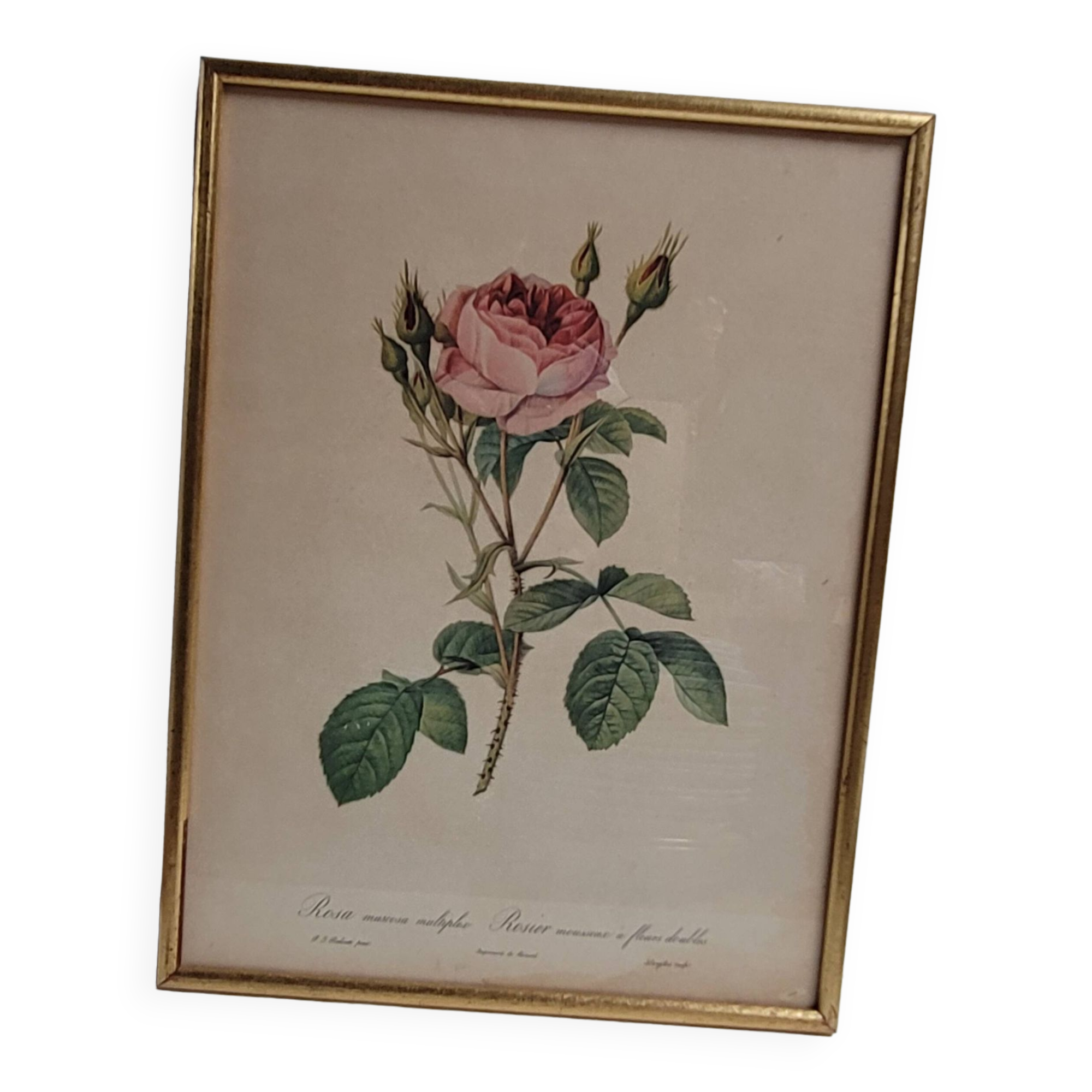 Lithograph Rose Sparkling flowers double flowers
