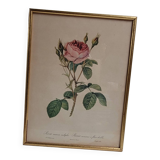 Lithograph Rose Sparkling flowers double flowers