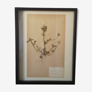 Old Swedish herbarium board framed