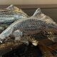 Pair of vintage fish mail holders in silver metal