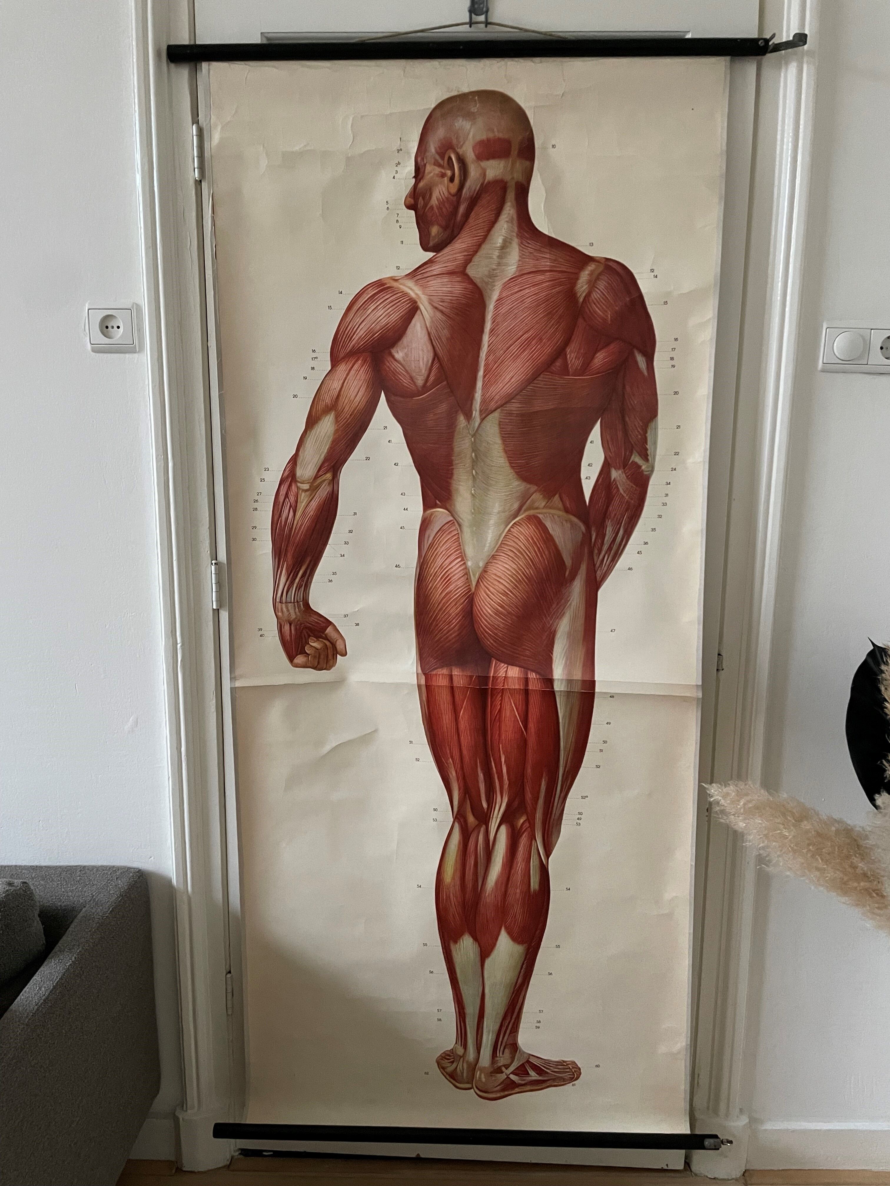 Affiche anatomique du corps humain
