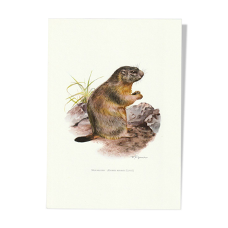 Vintage marmot school print