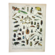 Engraving • Insects, entomology 1 • Original and vintage poster from 1898