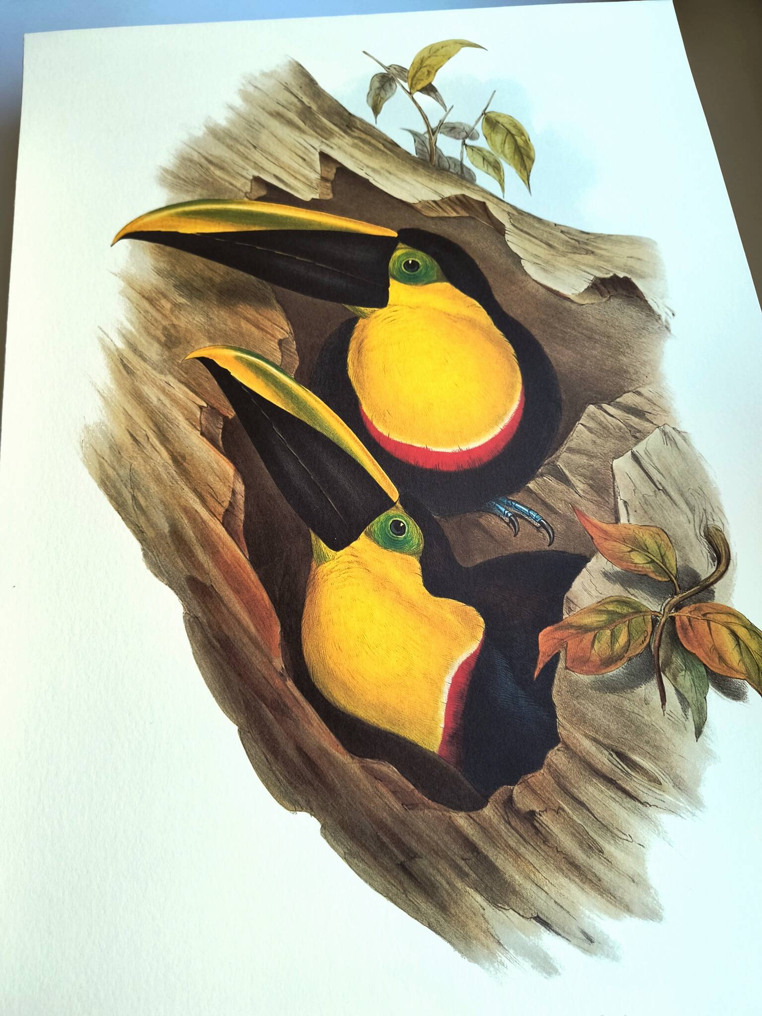 Vintage illustration - Toucan Ambigus by John Gould - bird plate
