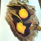 Vintage illustration - Toucan Ambigus by John Gould - bird plate
