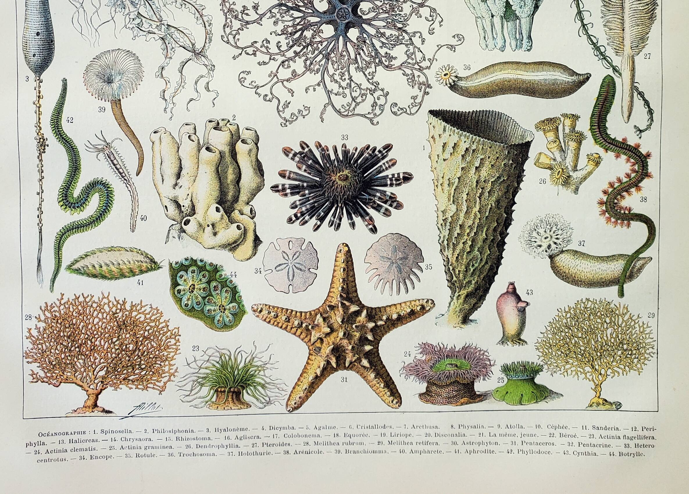 Old engraving 1898, Oceanography, marine animals • Lithograph, Original plate