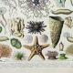 Old engraving 1898, Oceanography, marine animals • Lithograph, Original plate