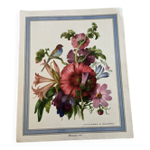 Illustration florale ancienne.