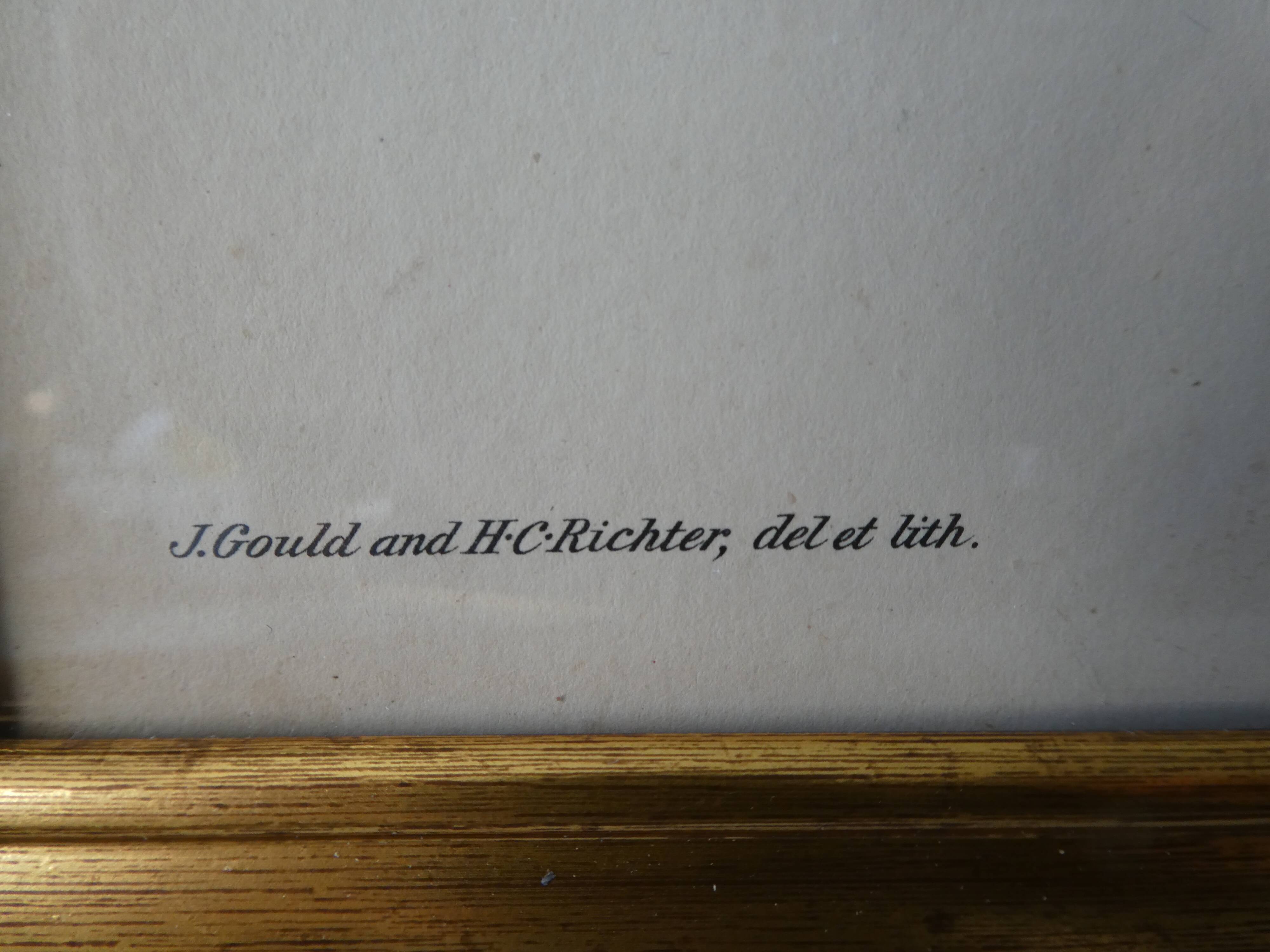 Pair of framed lithographs, birds