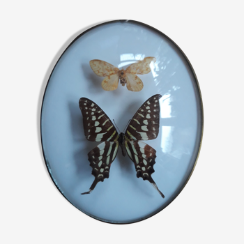 Butterflies naturalized oval frame