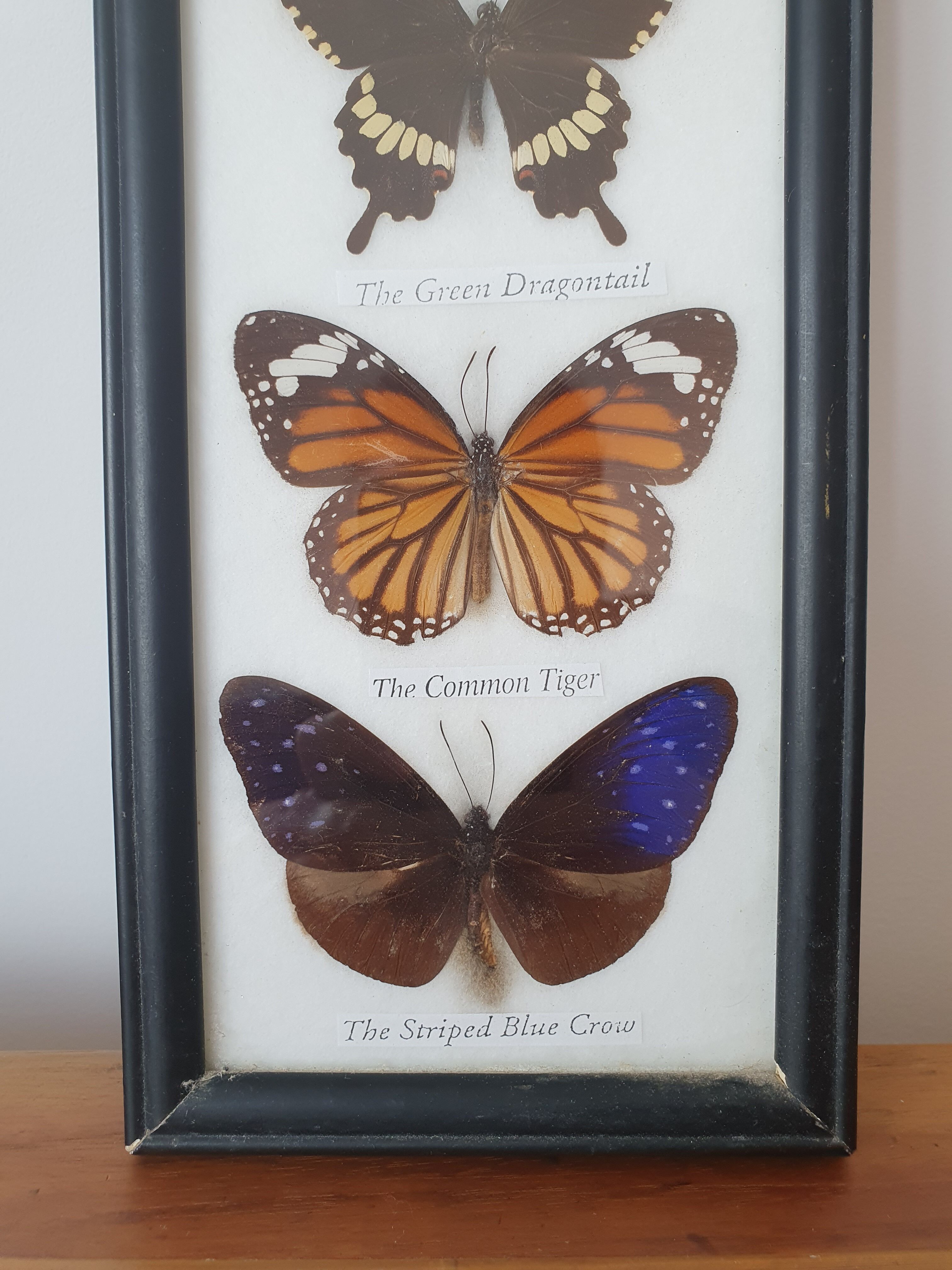 Frame with 6 natural butterflies