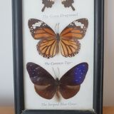 Frame with 6 natural butterflies