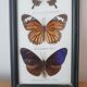 Frame with 6 natural butterflies
