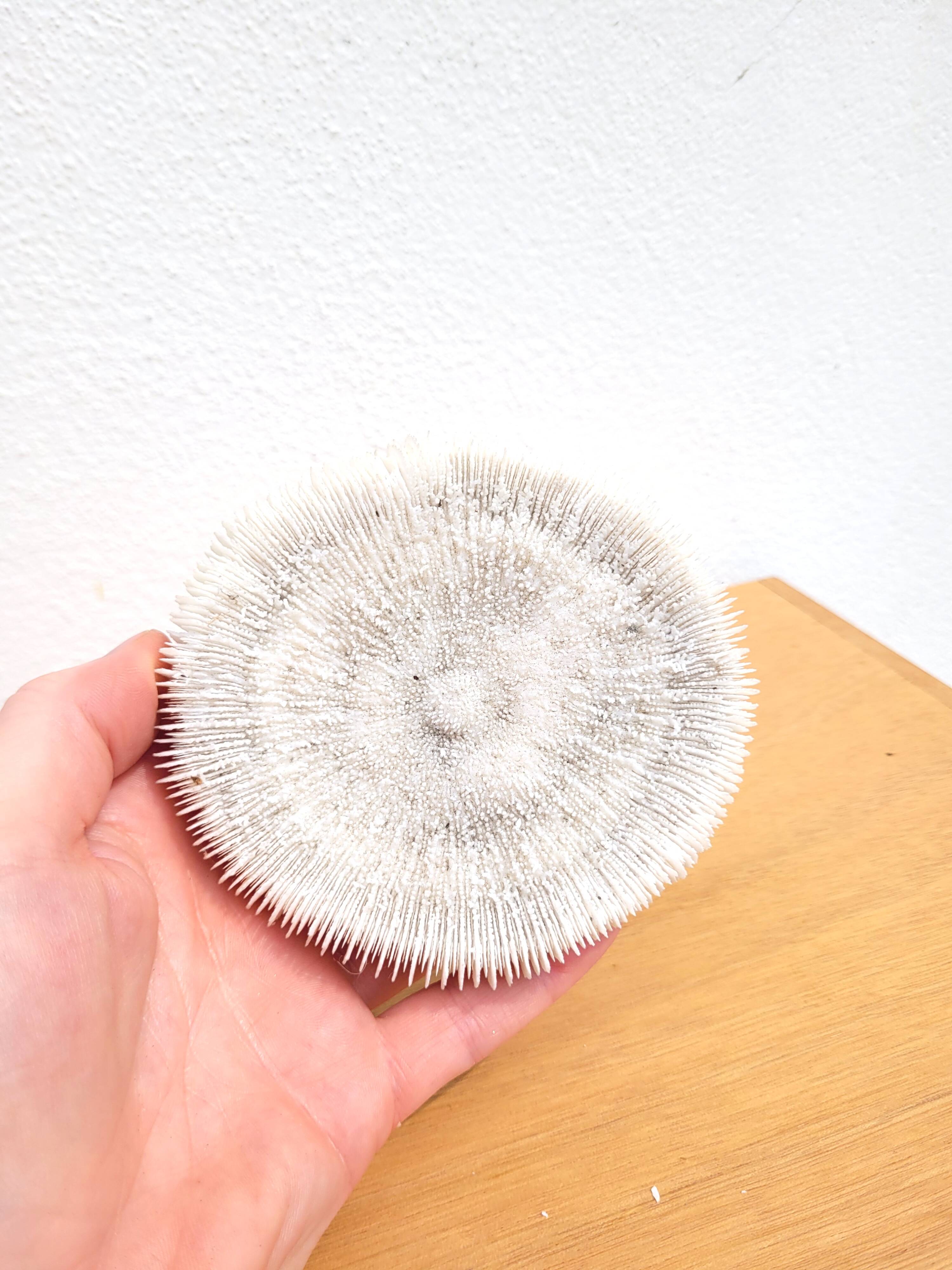 Ancient Coral Fungia or Shark Cushion