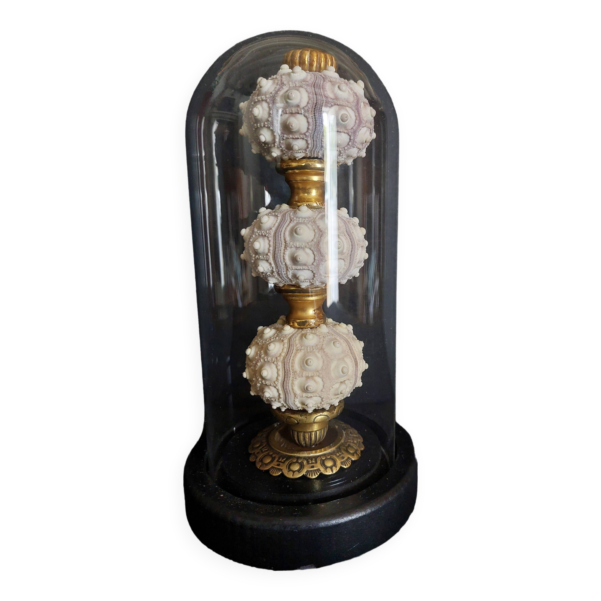 Cabinet de Curiosités globe avec oursins phyllacanthus imperialis