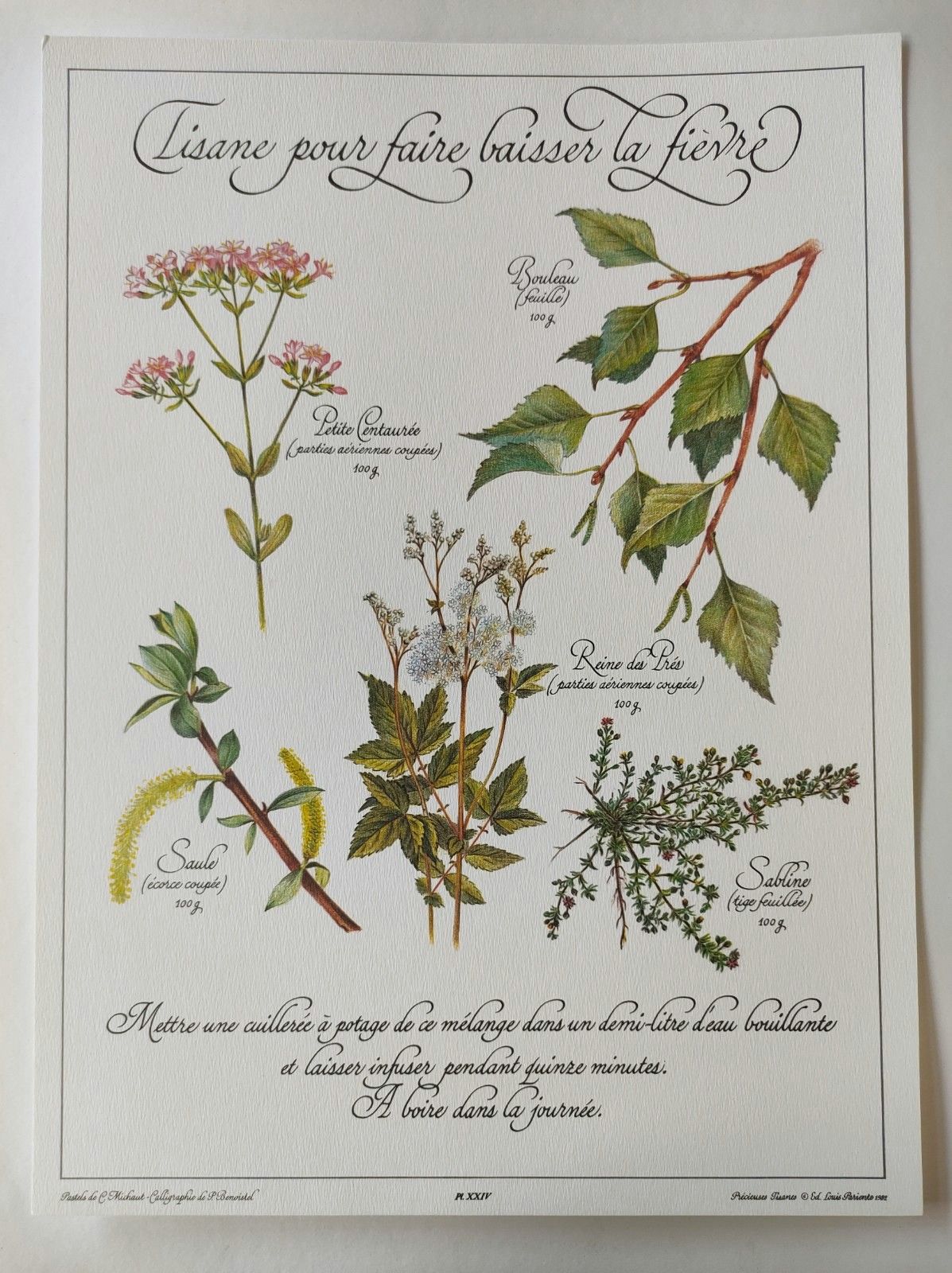 Botanical engraving -Herbal tea against fever- Illustration of medicinal plants and herbs