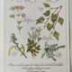 Botanical engraving -Herbal tea against fever- Illustration of medicinal plants and herbs