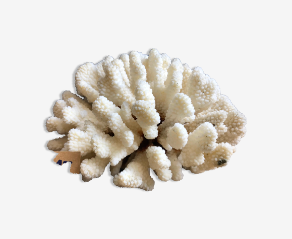 Coral cluster