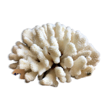 Coral cluster