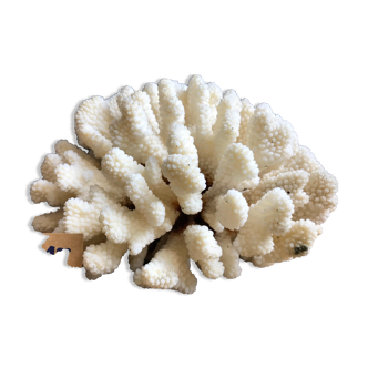 Corail cluster