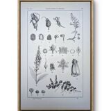 Imprimée en 1889, les scrophularinées. Planche botanique ancienne.