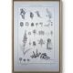 Printed in 1889, the Scrophulariaceae. Antique botanical plate.