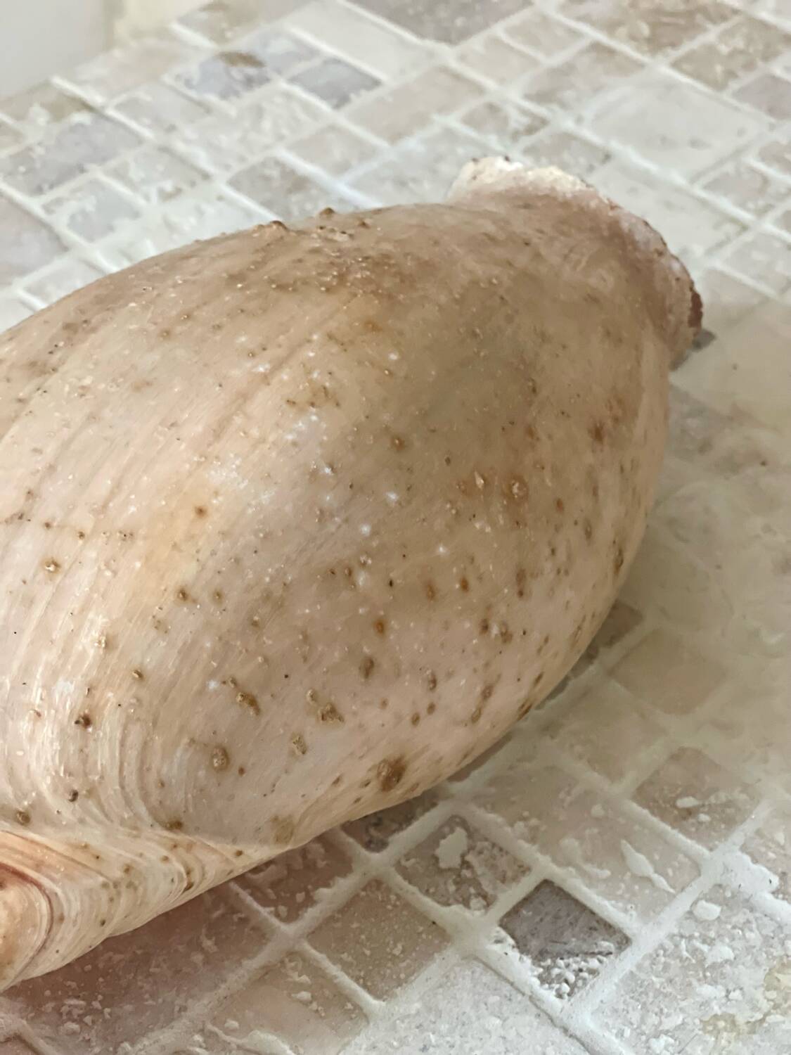 Large Melo Amphora seashell.